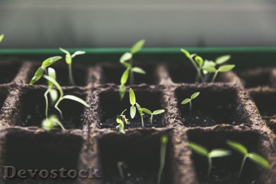 Devostock Plant Breeding Tomato Fruit