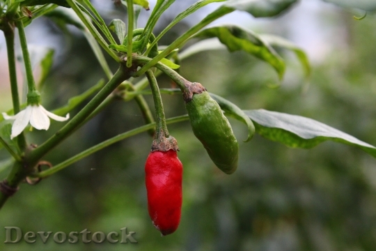 Devostock Plant Red Pepper 977263
