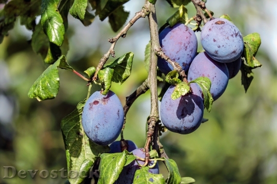 Devostock Plum Fruit Blue Violet