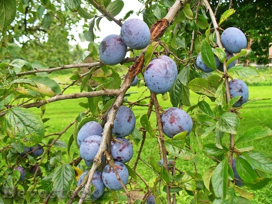 Devostock Plum Fruit Fruit Growing 0