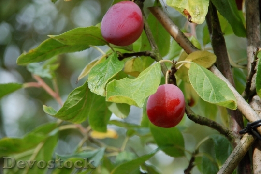 Devostock Plum Summer Fruit Tree