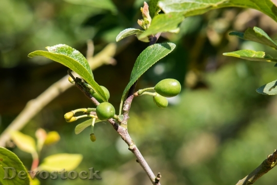 Devostock Plums Plum Tree Fruit