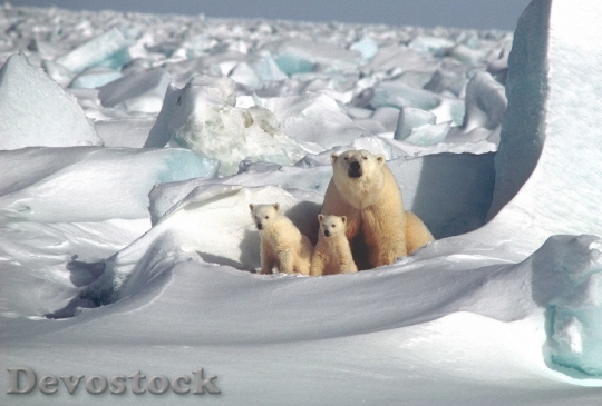 Devostock Polar Bear Mother Cubs