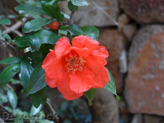 Devostock Pomegranate Blossom Bloom 138876