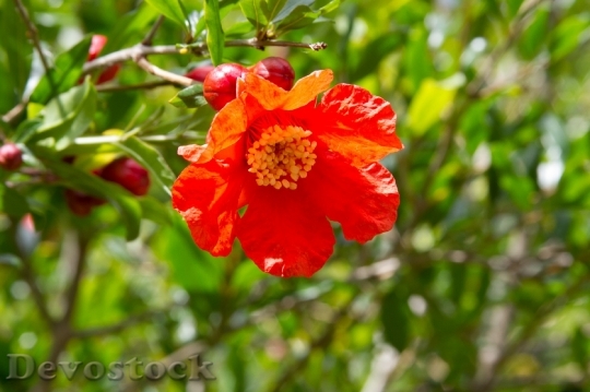 Devostock Pomegranate Flower Flowering Trees