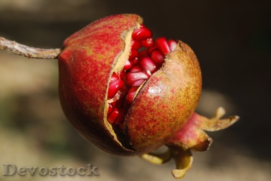 Devostock Pomegranate Fruit Flower Exotic