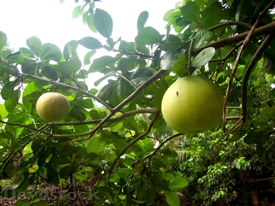 Devostock Pomelo Fruit Lemon Tropical
