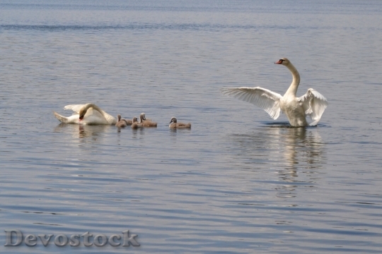 Devostock Pond Swan Mute Swan