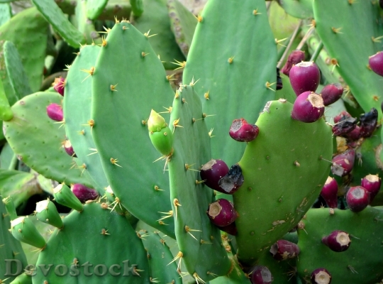 Devostock Prickly Pear Cactus Cactus