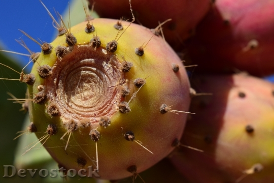 Devostock Prickly Pear Fruit Cactus 1