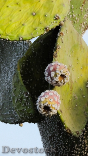 Devostock Prickly Pear Plant Cactus 2