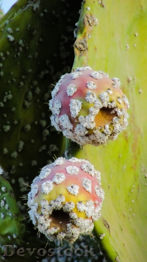 Devostock Prickly Pear Plant Cactus 3