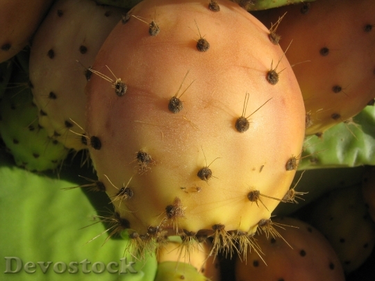 Devostock Prickly Pear Prickly Spur