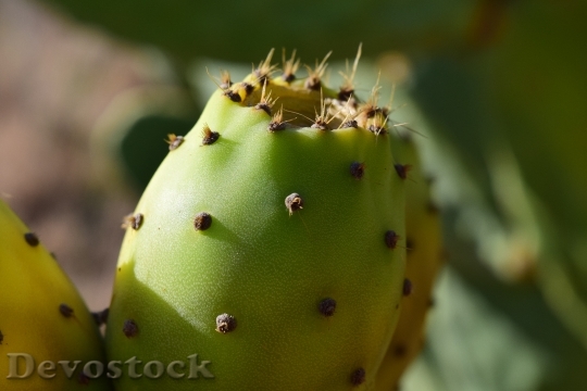 Devostock Prickly Pear Ripe Summer