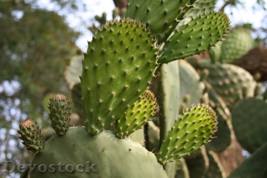 Devostock Prickly Pear Young Leaves