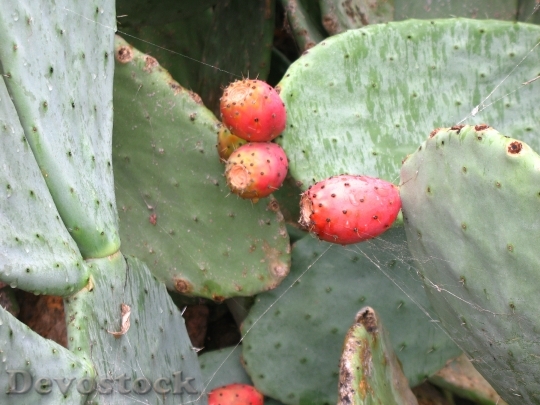 Devostock Prickly Pears Fruits Thorns