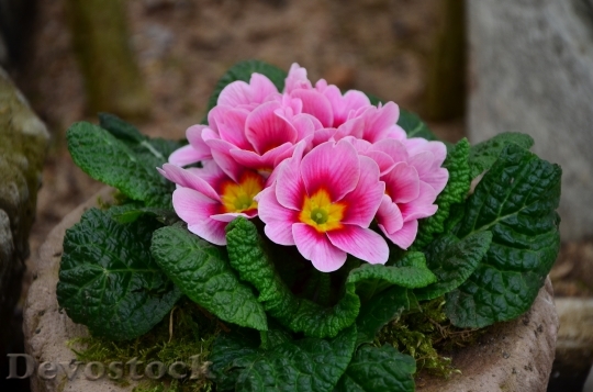Devostock Primrose Pink Spring Primroses