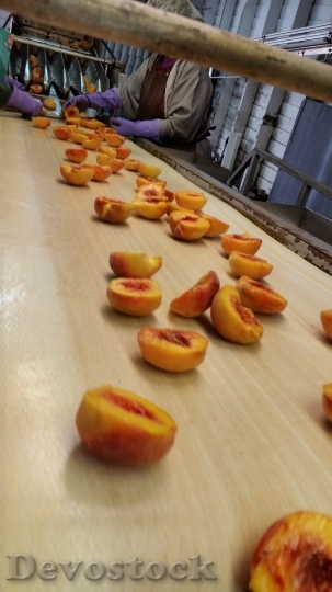 Devostock Processing Peaches Freestone Fruit