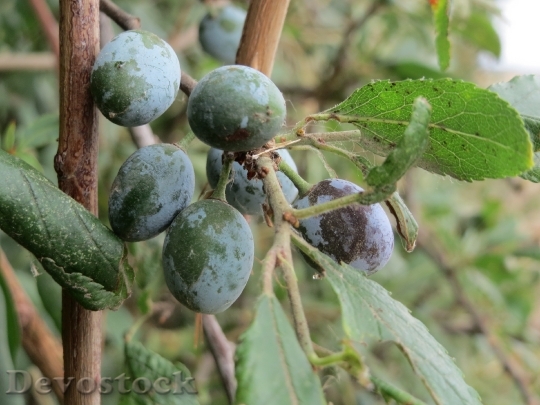 Devostock Prunus Spinosa With Ripe