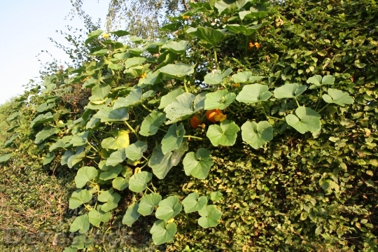 Devostock Pumpkin Bush Plant Leaves