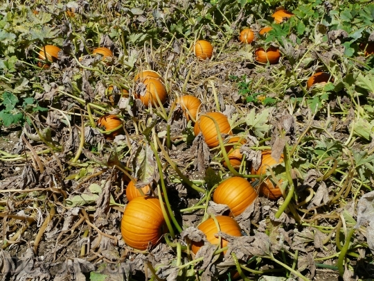 Devostock Pumpkin Cucurbita Maxima 59763
