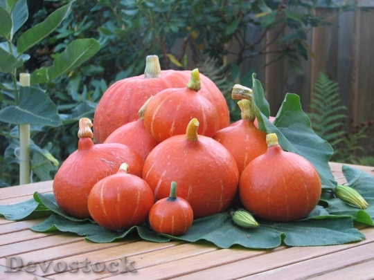Devostock Pumpkin Fruit Autumn 443312