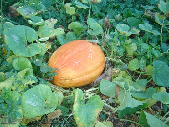 Devostock Pumpkin Garden Orange Fruit