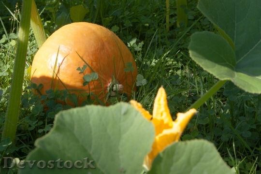 Devostock Pumpkin Hokkaido Vegetables Garden 0