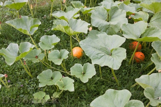 Devostock Pumpkin Hokkaido Vegetables Garden 1