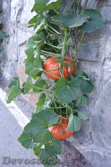 Devostock Pumpkin Leaves Fruits Nature
