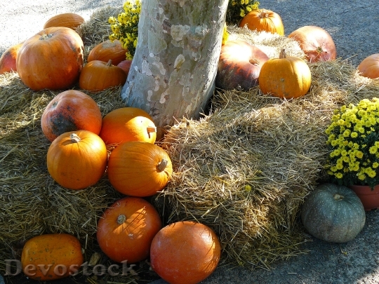 Devostock Pumpkin Thanksgiving Orange Autumn 0