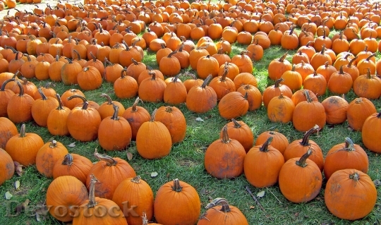 Devostock Pumpkins 18094