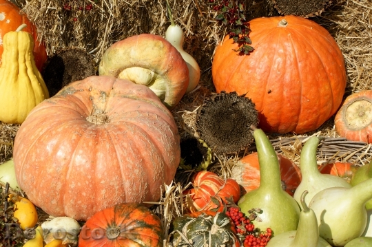 Devostock Pumpkins Harvest Thanksgiving 821805