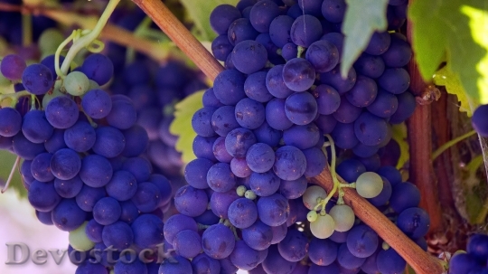 Devostock Purple Grapes On Vine