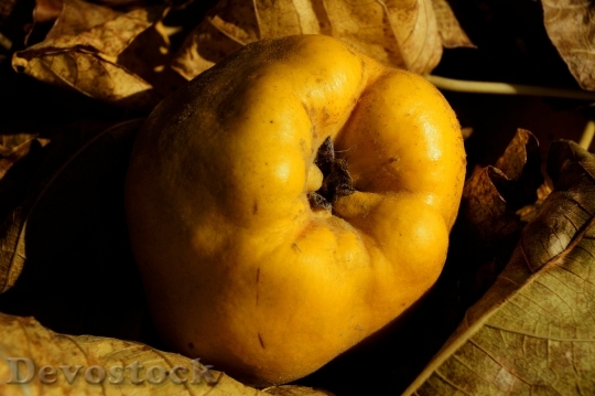 Devostock Quince Apple Fruit Crop
