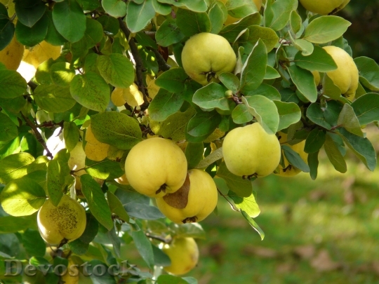Devostock Quince Fruit Cydonia Oblonga 1