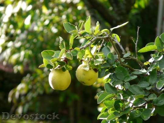 Devostock Quince Fruit Cydonia Oblonga