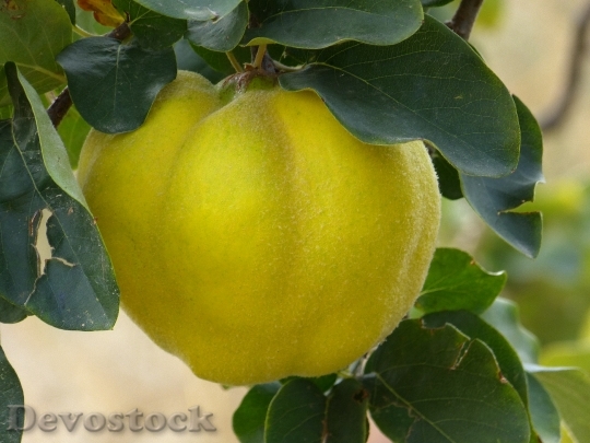 Devostock Quince Fruit Plant Leaf 13