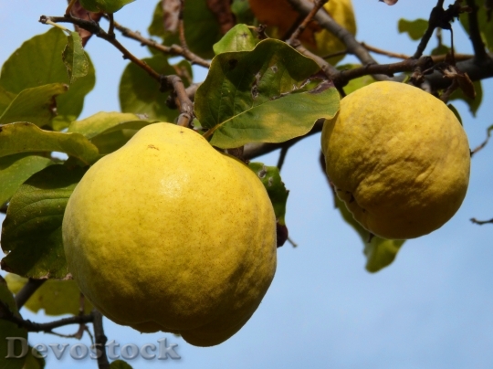 Devostock Quince Yellow Tree Fruit