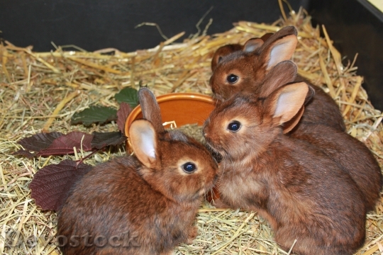 Devostock Rabbit Deilenaar Rabbit Family
