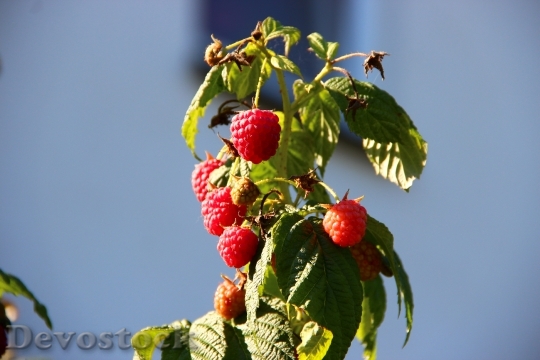 Devostock Raspberries Berries Autumn Fruits
