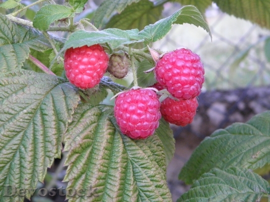 Devostock Raspberries Berries Frisch Fruit