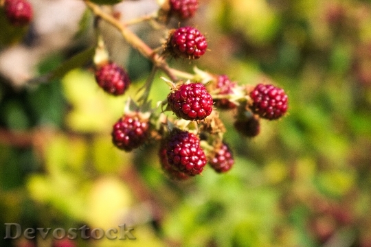 Devostock Raspberries Berries Fruit Food