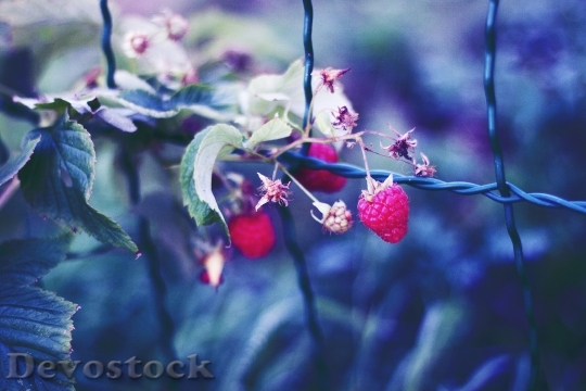 Devostock Raspberries Bush Sad Garden