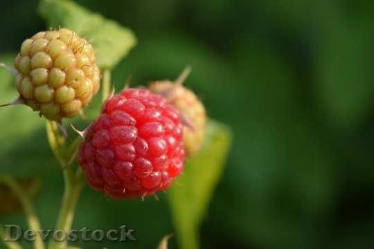 Devostock Raspberries Close Red Fruit