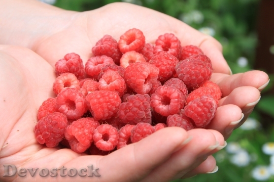 Devostock Raspberries In Hands Close