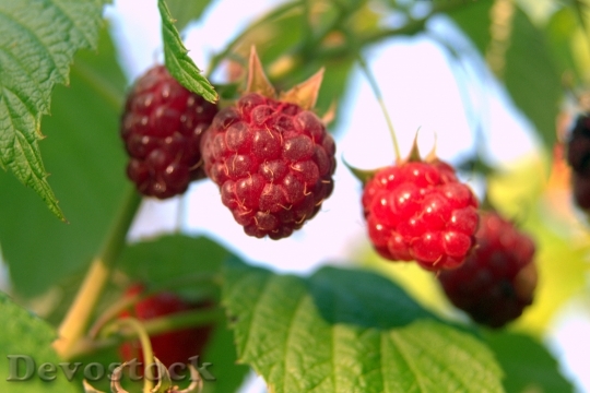 Devostock Raspberries Red Fruit Sweet
