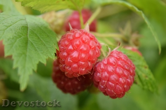 Devostock Raspberries Red Fruits Berries 0