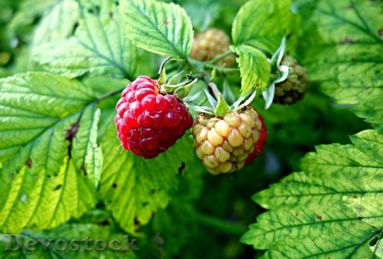 Devostock Raspberry Berry Fruit Food