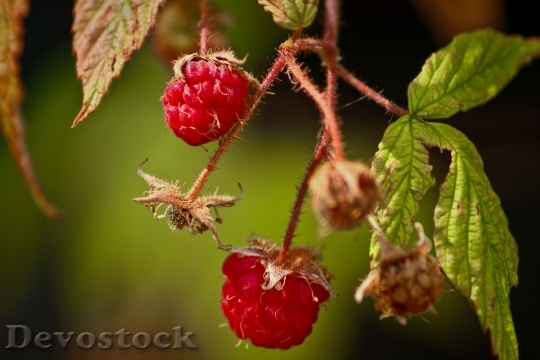 Devostock Raspberry Fruit Fresh Fruit